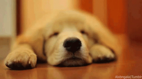 a puppy sleeping on top of a blue floor