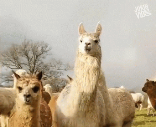 alpacas stand together outside in the sun