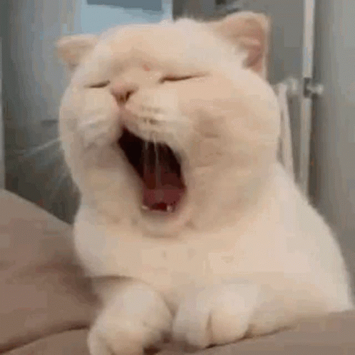 a white cat yawns with it's mouth open
