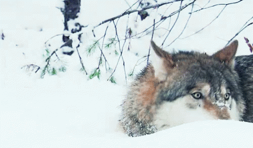 the wolf is walking in the snow beside a tree