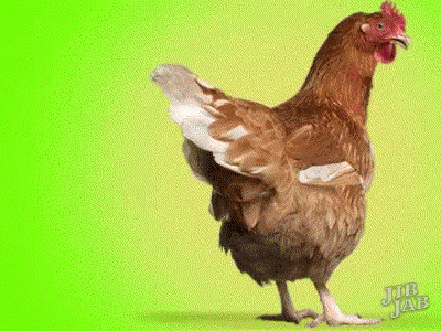 a blue and white chicken standing on its hind legs