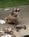a dog is laying on the sidewalk near many garbage