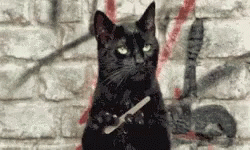 a black cat standing in front of a brick wall with a knife in its mouth