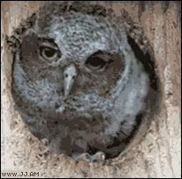 the small owl is looking into the hole in the wall