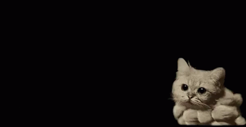a cat sitting behind a dark backdrop