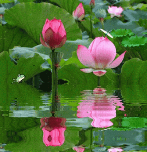 purple water lilies with green leaves reflected in the water