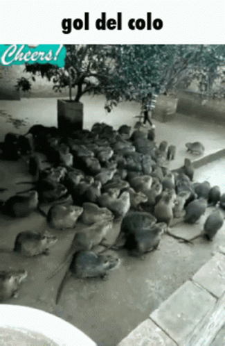 pigeons resting on the ground in front of a tree