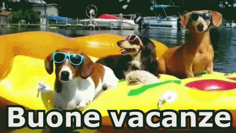 two dogs in a pool wearing sunglasses sitting