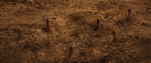 a number of posts standing in the middle of dirt