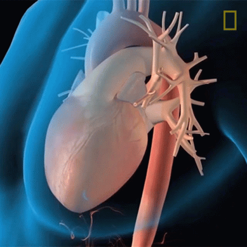 a view of the heart through a computer generated image