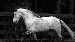a black and white image of a horse galloping