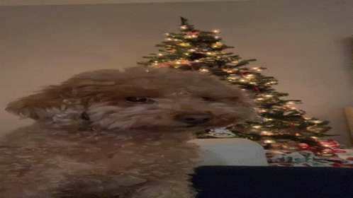 a dog is sitting near the christmas tree