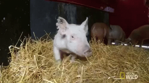 the pig is standing alone in hay in a stable