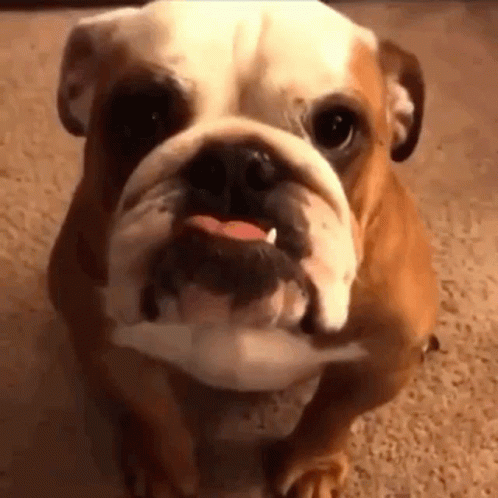 a small bulldog is standing on a rug