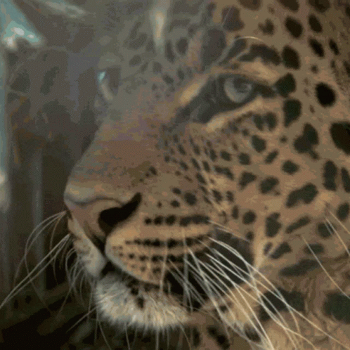 a picture of a leopard looking back at the camera