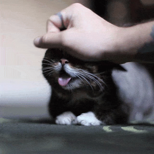 a small cat with its head inside of an adult's hand
