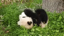 a little panda cub laying in the grass