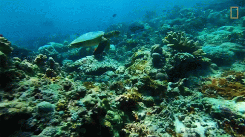 two turtles are in the middle of a large underwater area