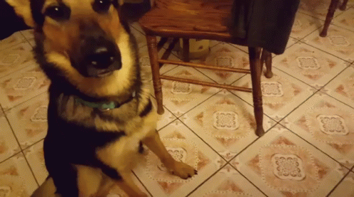 a dog sitting on the floor in front of a chair