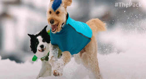a po of a dog and a cat playing in the snow
