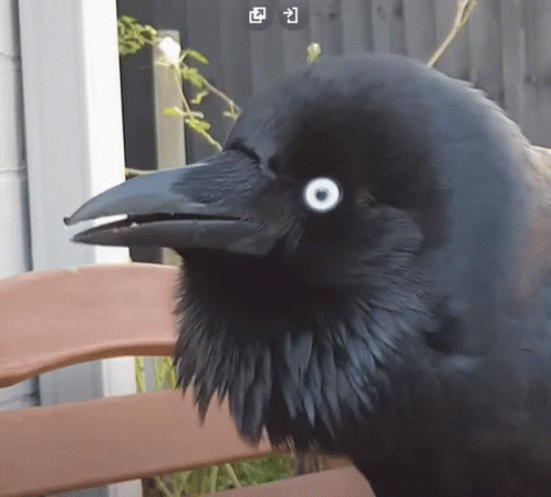 a large bird has white eyes and a dark beak
