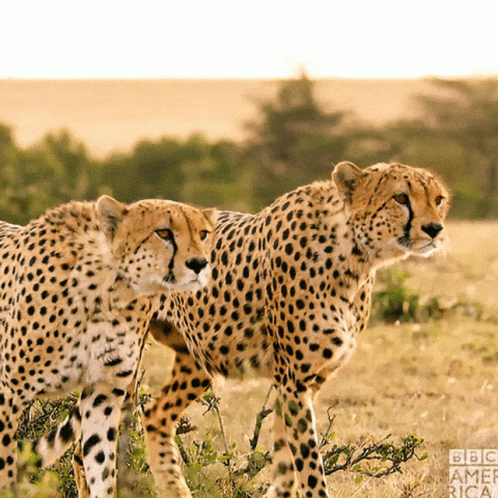 two cheetah standing in the desert looking at soing