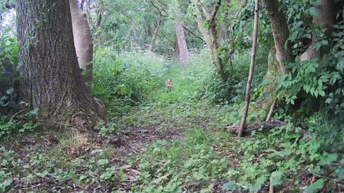 a horse walking through a forest of trees and bushes