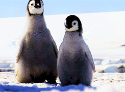 two penguins sitting next to each other in the snow
