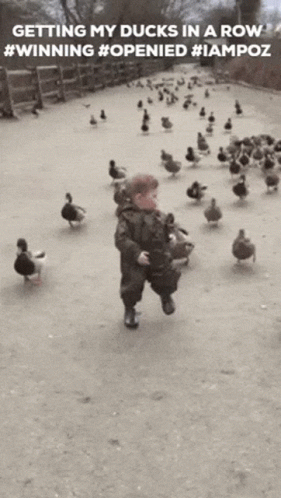 a little  walking with a bunch of ducks