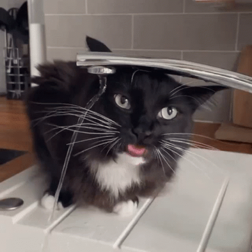 a black and white cat sitting in a sink