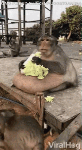 a monkey that is sitting down with some food in it