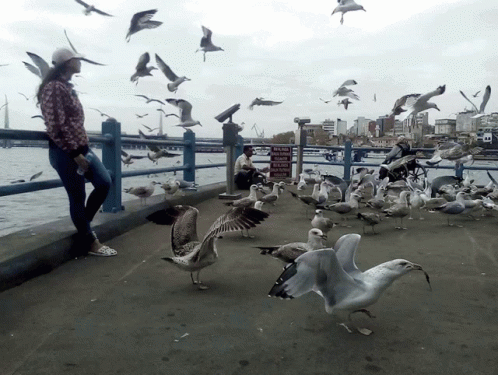 there is a woman that is feeding birds