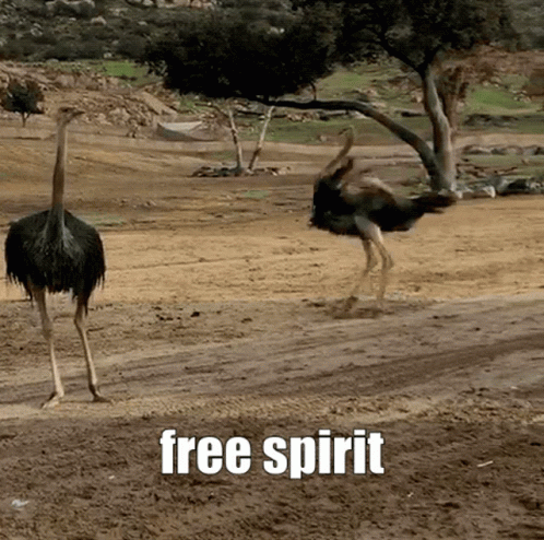 an ostrich standing next to another bird on a dirt road
