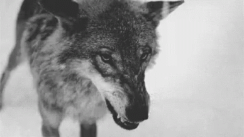 there is a black and white pograph of a wolf