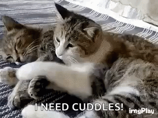two cats sleep in a bed together and caption i need cuddles