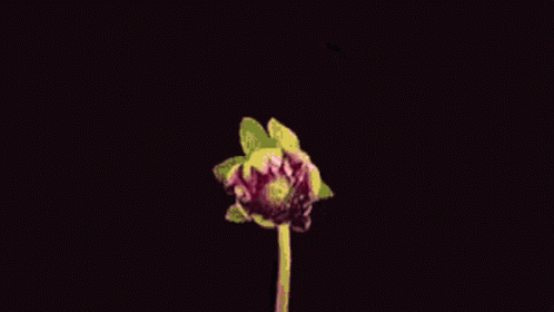 a single flower blooming out of the ground