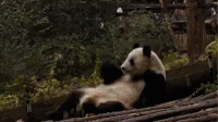 a large panda bear sitting on the ground