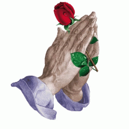 blue and pink roses are placed on a pair of hands