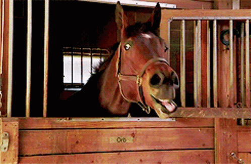 a brown horse with it's head sticking out of the side of its stall