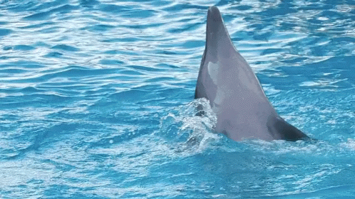 a dolphin is in the water with his head above it