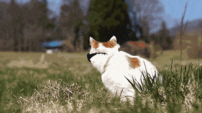a white and blue cat sitting in grass with trees in the background