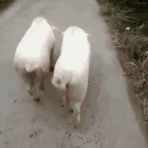 there are two white bears walking down the road