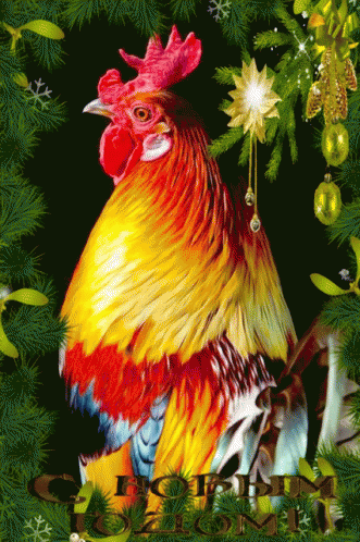 a colorful colored chicken is standing in front of green evergreen nches