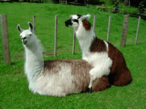 two llamas laying down near a fence and some grass
