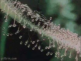 water droplets are hanging from the edge of a stem