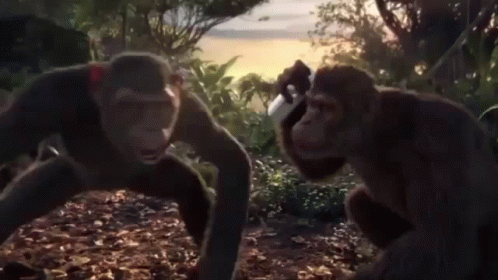 the two monkeys are standing close together in the forest