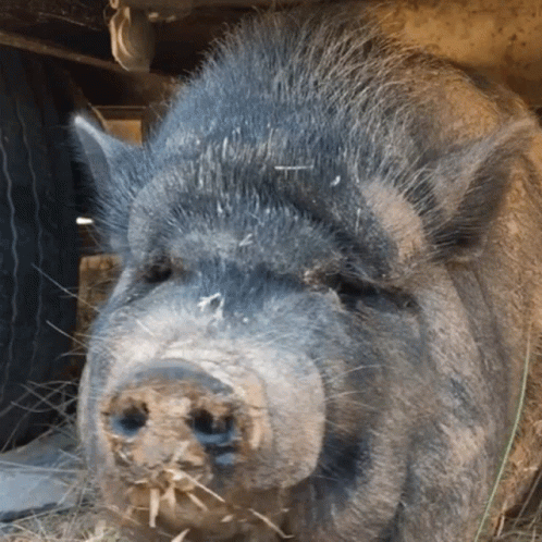 an ugly looking pig with sharp sharp sharp teeth