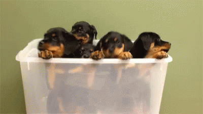 four tiny dachshunds are resting in a plastic container