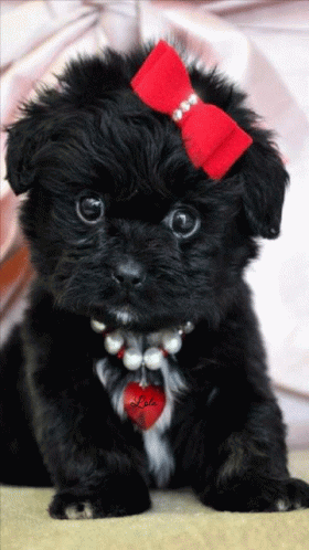 a black puppy with blue bows is sitting