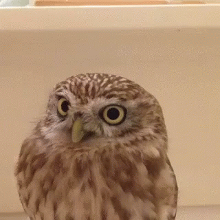a small owl is sitting outside, staring